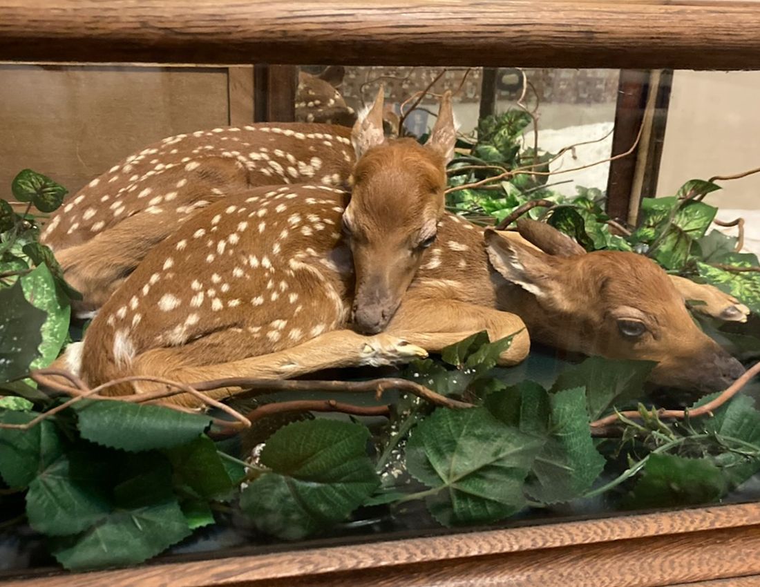 Listing Photo: Deer in dekalb county